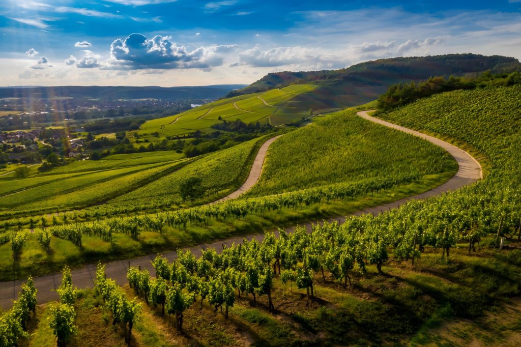 Vignobles d’Alsace © Alsace